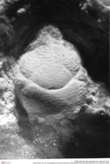 Historisches Foto von Cracensigillatus acutirostris (Moericke, 1889) (NHMW-AFW-GEO-BACHMAYER-FOTO-1990-0041-2643)
